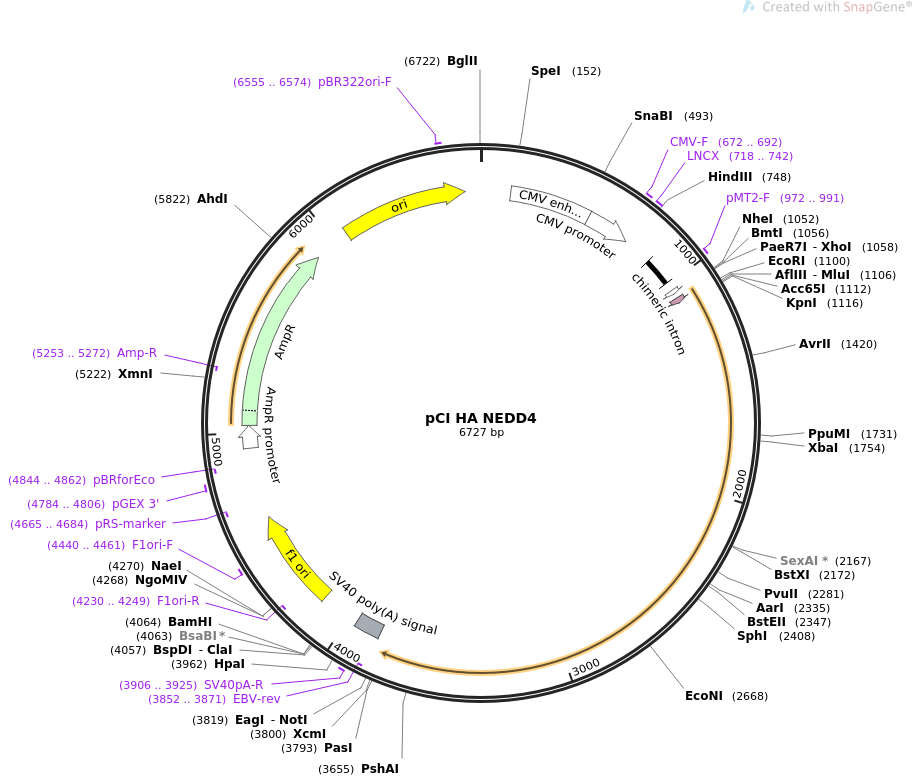 pCI HA NEDD4质粒图谱